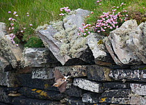Northern wheatear (Oenanthe oenanthe) leaving nest in stone wall, Sumburgh Head, Shetland, UK, June.