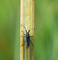 Longhorn beetle (Agapanthia villosoviridescens) Cley, Norfolk, UK, July.