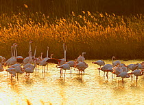 Greater flamingos (Phoenicopterus roseus) on water at sunset. Camargue, France, February.