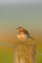 Meadow pipit (Anthus pratensis) perched on fence post, Cley, Norfolk, UK, May.