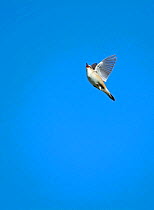 Sedge warbler (Acrocephalus schoenobaenus) in song flight, Cley, Norfolk, UK, May.