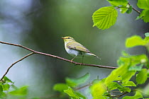 Wood warbler (Phylloscopus sibilatrix) perched, Wood of Cree RSPB Reserve, Dumfries and Galloway, Scotland, May.