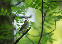 Wood warbler (Phylloscopus sibilatrix) singing, Wood of Cree RSPB Reserve, Dumfries and Galloway, Scotland, May.