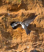 Sand martin (Riparia riparia) feeding young in nest hole at colony in sandstone cliffs, North Norfolk, UK, June.