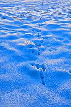 Brown hare (Lepus europaeus) tracks in the snow, Norfolk, UK, January.