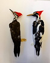 Skins of extinct Ivory-billed woodpecker (Campephilus principalis) male (right) in comparison with Pileated Woodpecker (Dryocopus pileatus) male (left). Natural History Museum, Tring, UK.
