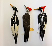 Skins of extinct Ivory-billed woodpeckers (Campephilus principalis) female (left) and male (right) in comparison with Pileated woodpecker (Dryocopus pileatus) male in middle. Natural History Museum, T...