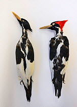 Pair of Ivory-billed woodpecker (Campephilus principalis) skins, female on the left, male on the right. Natural History Museum, Tring, UK. Extinct species, occurred in USA and Cuba.