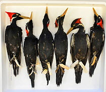 Ivory-billed woodpecker (Campephilus principalis) skins, Natural History Museum, Tring, UK. Extinct species, occurred in USA and Cuba.