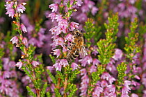 Honey bee (Apis mellifera) feeding on Heather (Calluna vulgaris) flowers. Wirral, Merseyside, UK, August.
