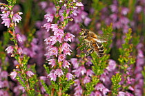 Honey bee (Apis mellifera) landing on Heather (Calluna vulgaris) Wirral, Merseyside, UK, August.