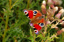 Peacock butterfly (Aglais io) on Creeping thistle (Cirsium arvense) Cheshire, UK, August.