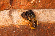 Red mason bee (Osmia rufa) sealing nest hole in brick wall. Cheshire UK, May.