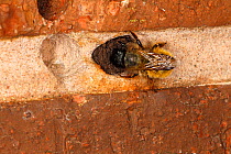 Red mason bee (Osmia rufa) sealing nest hole in brick wall. Cheshire UK, May.
