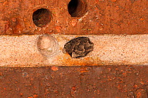 Red mason bee (Osmia rufa) sealed nest hole in brick wall. Cheshire UK, May.