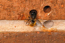 Red mason bee (Osmia bicornis) female at nest hole in brick wall. Cheshire, UK, May.