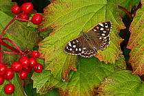 Speckled wood butterfly (Pararge aegeria) resting on Guelder rose (Viburnum opulus) leaf. Cheshire, UK, August.