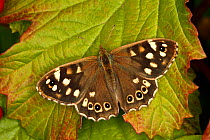 Speckled wood butterfly (Pararge aegeria) resting on leaf. Cheshire, UK, August.