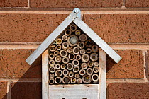 Insect nest box on wall occupied by Red mason bees (Osmia bicornis). Some holes are already sealed with mud and others show yellow pollen stores to feed hatching larva. Cheshire, UK, May.