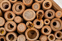 Close-up of insect nest box occupied by Red mason bees (Osmia bicornis). The bees can be seen at work with some holes already sealed with mud and others containing yellow pollen stores to feed hatchin...