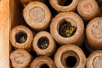 Close-up of insect nest box occupied by Red mason bees (Osmia bicornis) Cheshire, UK, May.