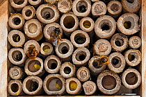 Close-up of insect nest box occupied by Red mason bees (Osmia bicornis). The bees can be seen at work with some holes already sealed with mud and others containing yellow pollen stores to feed hatchin...