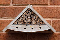 Insect nest box on wall, occupied by Red mason bees (Osmia bicornis) showing most holes sealed with mud. Cheshire, UK, May.