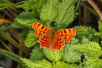 Comma butterfly (Polygonia c-album) resting on Nettle (Urtica dioica) leaf. Cheshire, UK, October.