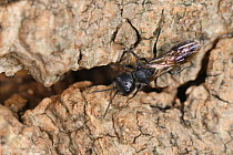 Aphid wasp / sphecid wasp (Pemphredon sp) returning to nest burrow in the dead wood of oak tree base, Gloucestershire, UK, October.