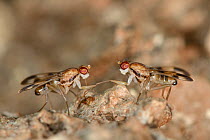 Druid flies (Paraclusia tigrina), rare flies of ancient woodlands, two males competing to mate with a female on bark of an oak tree, Gloucestershire, UK, October.