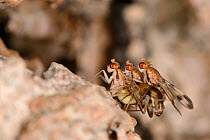 Druid flies (Paraclusia tigrina), two males competing to mate with a female on bark of an oak tree, Gloucestershire, UK, October.