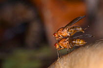 Dryomyzid flies (Dryomyza anilis) preparing to mate on a toadstool in woodland, Gloucestershire, UK, October.