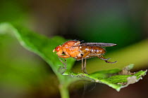 Dryomyzid fly (Dryomyza anilis) on leaf in woodland, Gloucestershire, UK, October.