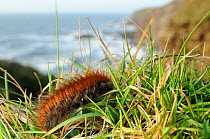 Fox moth caterpillar (Macrothylacia rubi) crawling along grassy cliff edge, near Bude, Cornwall, UK, March.