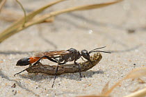 Heath sand wasp (Ammophila pubescens) carrying a caterpillar it has paralysed to its nest  as food for its larvae, Studland heath, Dorset, UK, July.
