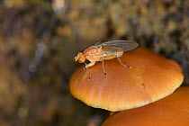 Heleomyzid fly (Suillia cf fuscicornis) on toadstool in woodland, Gloucestershire, UK, October.