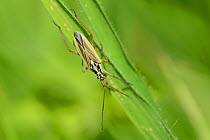 Meadow plant bug (Leptopterna dolabrata) on grass blade, Cornwall, UK, June.