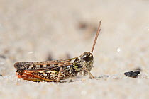 Mottled grasshopper (Myrmeleotettix maculatus) among sand dunes, Studland, Dorset, UK, July.