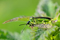 Green-legged sawfly (Tenthredo mesomelas) feeding on scorpionfly (Panorpa sp) it has caught on a nettle clump, riverside meadow, Wiltshire, UK, May.