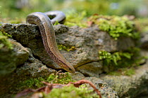 Slow worm (Anguis fragilis) on the move over a garden wall, Wiltshire, UK, July.