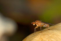 Heleomyzid fly (Suillia sp) on toadstool in woodland, Gloucestershire, UK, October.