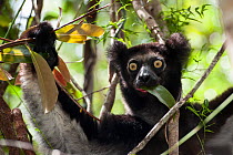Indri (Indri indri) feeding on leaves, East Coast of Madagascar
