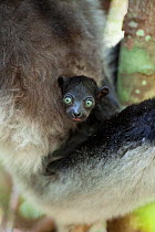 Indri (Indri indri) mother holding infant aged two weeks, East Coast of Madagascar.