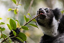 Indri (Indri indri) feeding on tree, Andasibe Mantadia National Park, Madagascar.