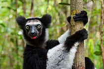 Indri (Indri indri) holding onto tree trunk, East Coast of Madagascar. Digitally removed spot on nose.