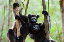 Indri (Indri indri) on tree trunks, East Coast of Madagascar.