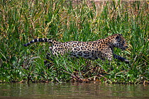 Jaguar (Panthera onca) jumping, Cuiaba River, Brazil.