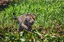 Jaguar (Panthera onca) stalking caiman, Cuiaba River, Brazil. Digitally adjusted injured eye.