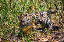 Jaguar (Panthera onca) dragging caiman, Cuiaba River, Brazil.