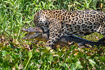 Jaguar (Panthera onca) dragging caiman, Cuiaba River, Brazil.